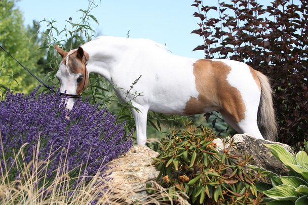 žilkování miniaturní koně v zahradě - Fotografie, Obrázek