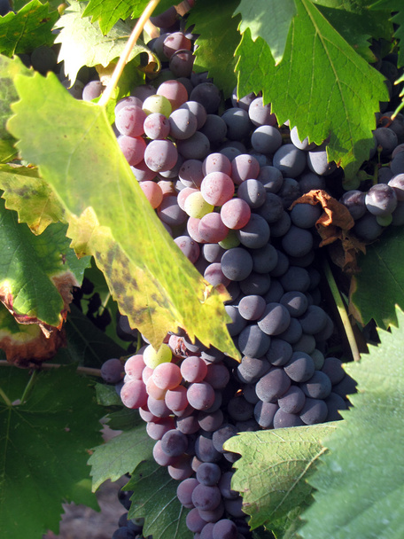 Bunch of ripe grapes - Photo, Image
