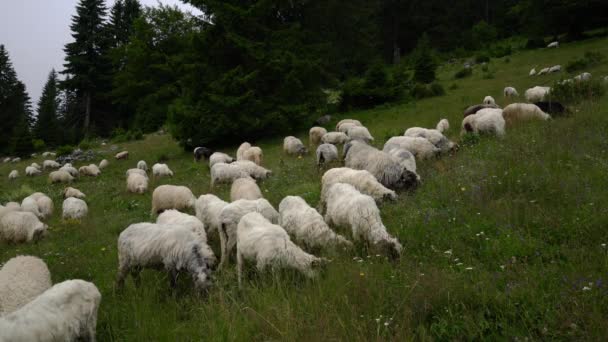 Πρόβατα στο βουνό βόσκουν γρασίδι - Πλάνα, βίντεο