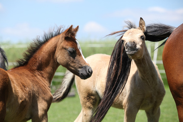 Dos potros de pony de montaña galés
 - Foto, imagen