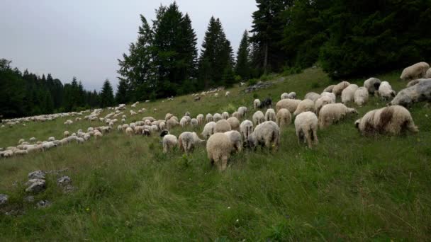 Ovelhas na grama de pastagem de montanha
 - Filmagem, Vídeo