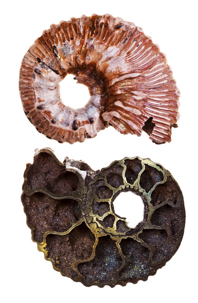 zwei Seiten der mineralischen fossilen Ammoniten-Schale - Foto, Bild