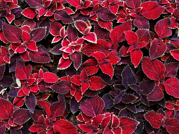 decorative coleus leaves - Photo, Image
