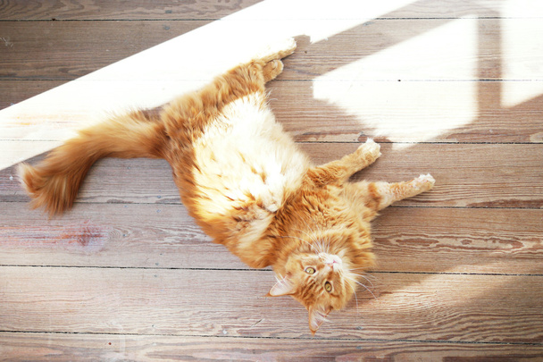 Kedi ahşap zeminde - Fotoğraf, Görsel