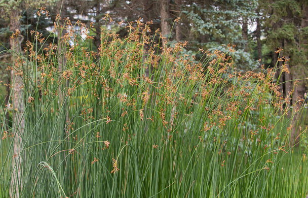 Highly decorative grass with seeds in the park - Photo, Image