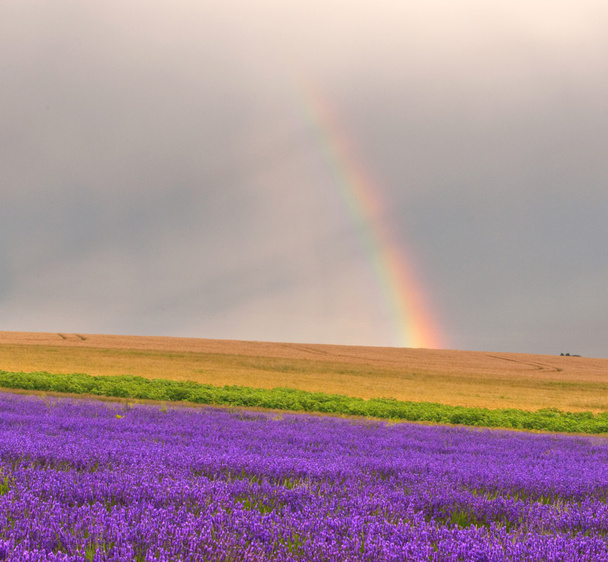 Rainbow over lavender - Photo, Image