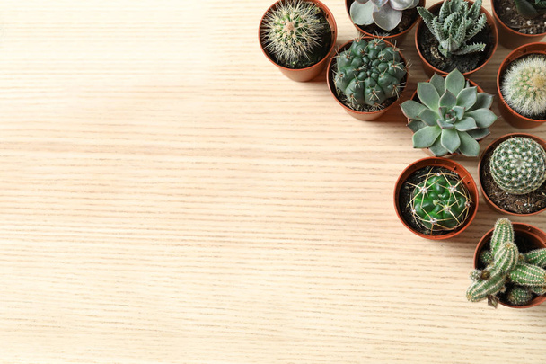 Плоска композиція з різними соковитими рослинами в горщиках на дерев'яному столі, простір для тексту. Декор будинку
 - Фото, зображення