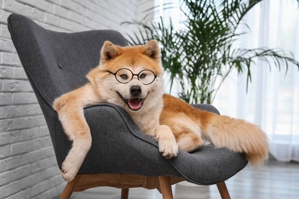 Cute Akita Inu dog with glasses on sofa in living room - Φωτογραφία, εικόνα