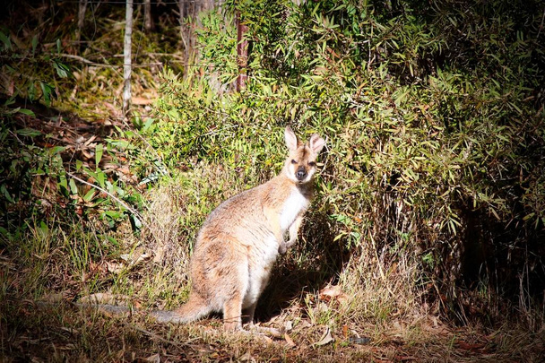 カメラを見て茂みに立つかわいい野生のワラビー、ニューサウスウェールズ州、オーストラリア. - 写真・画像