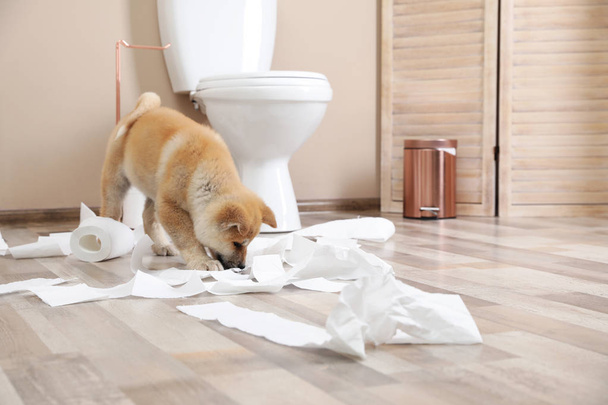 Adorable Akita Inu puppy playing with toilet paper at home, space for text - Φωτογραφία, εικόνα