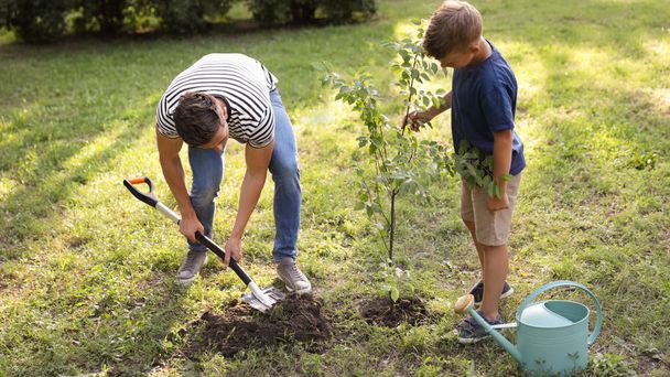 Dad and son planting tree in park on sunny day - 写真・画像