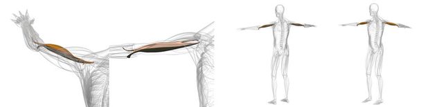 Illustration de rendu 3D de biceps en cuivre collecti de rayons X musculaires
 - Photo, image