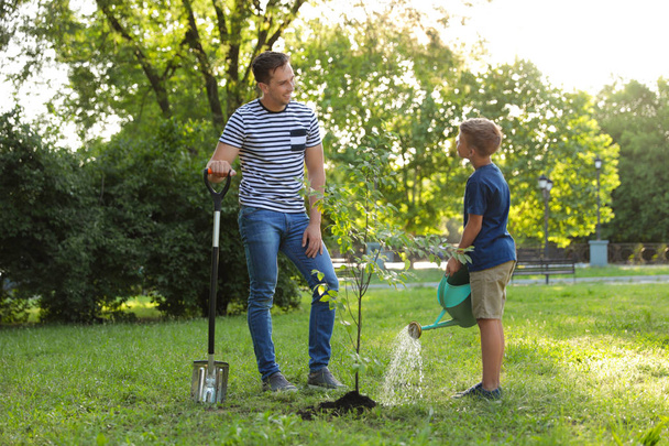 Dad and son watering tree in park on sunny day - Фото, изображение