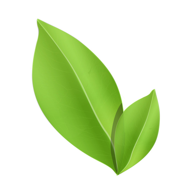 groene bladeren geïsoleerd op wit. vector ontwerp. - Vector, afbeelding
