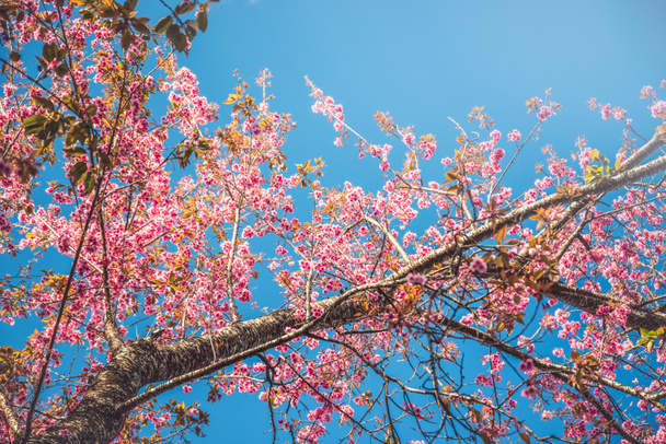 фон природа Квітка Валентина. Prunus cerasoides Тло розмивання боке Рожевий
  - Фото, зображення