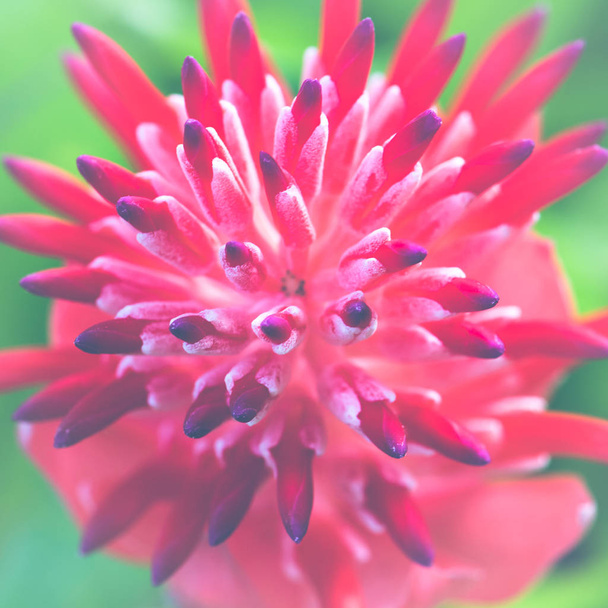 background nature Flower  Aechmea fasciata Pink - Photo, Image