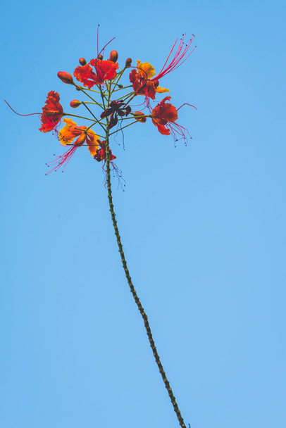 tausta luonne Kukka Caesalpinia pulcherrima. Sinisen taivaan tausta
  - Valokuva, kuva