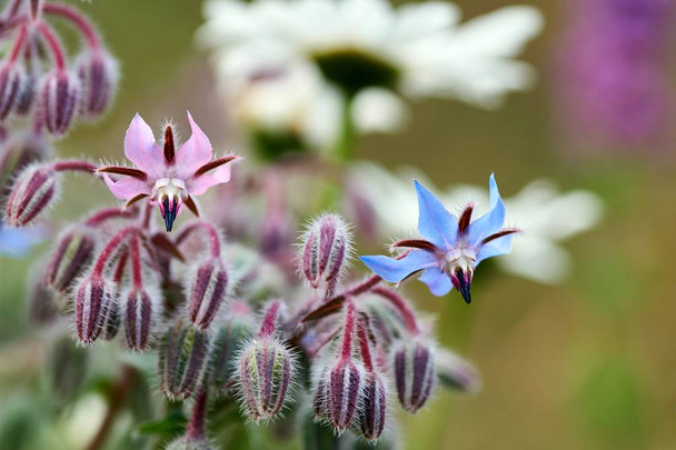 Borágó Borago Starflower ehető virág ragyogó kék szirmok a természetes zöld háttér - Fotó, kép