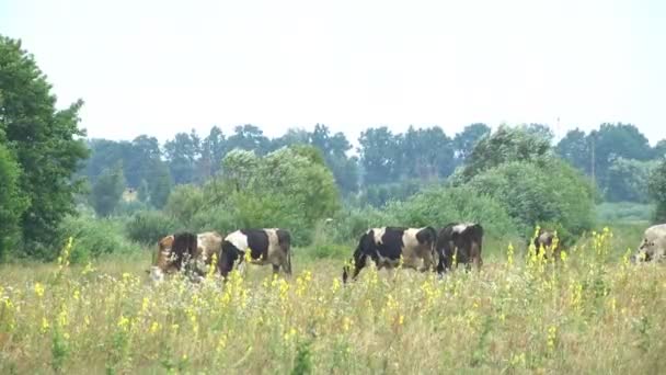 Koeien grazen in een weide in het zomerseizoen. Agrarische industriële veehouderij. - Video