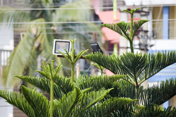 Primer plano del verde de los árboles de Thuja (Platycladus orientalis) sobre el fondo aislado de la ciudad. Planta perenne. Florecientes hojas de Navidad a la luz del sol. Fondo de naturaleza
. - Foto, Imagen