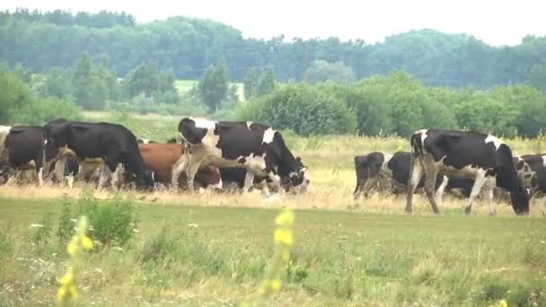 夏の季節に牧草地で放牧する牛。農業産業用家畜. - 映像、動画