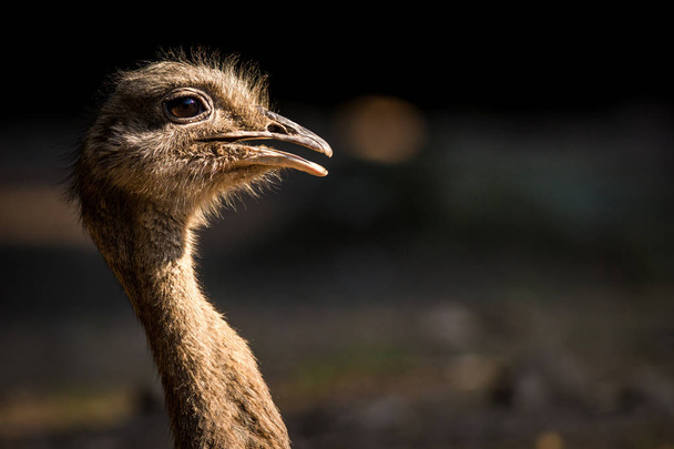 ave avestruz nandu no zoológico
 - Foto, Imagem