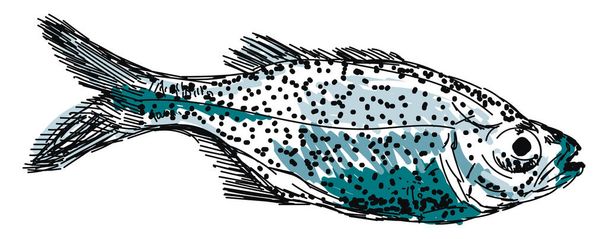 Aholehole fish, illustration, vector on white background. - Vector, Image