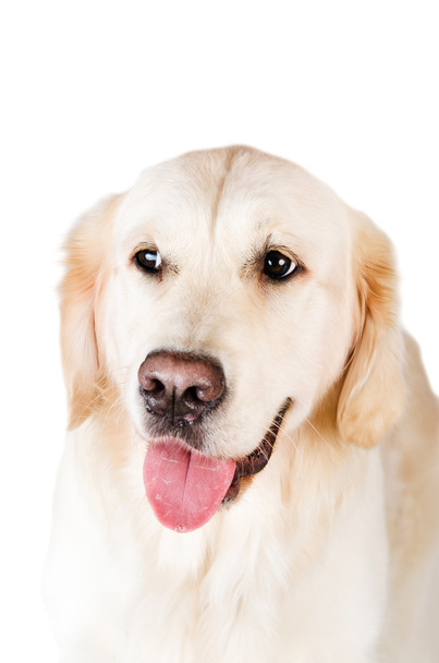 Labrador retriever, is isolated on a white background - Foto, imagen