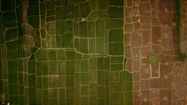 Pirinç Tarlası Terasının Havadan Görünümü. Bali, Endonezya. - Fotoğraf, Görsel