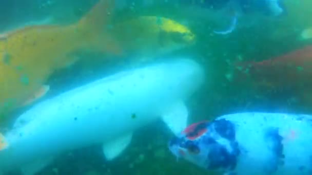  Víz alatti kilátás a japán Koi hal úszás. Fancy színes ponty hal úszás közel a kamera  - Felvétel, videó