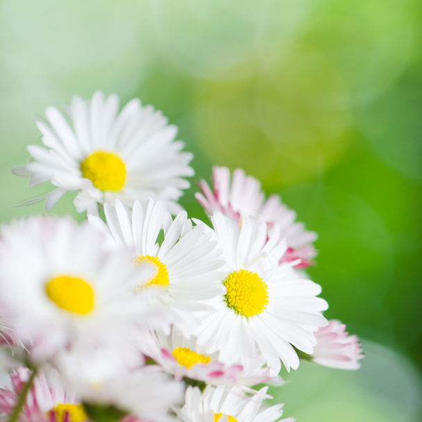 Beautiful daisy flowers, close-up. Summer background - Photo, Image