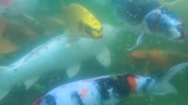  Unterwasserblick auf japanische Koi-Fische beim Schwimmen. Bunte Karpfenfische schwimmen in der Nähe der Kamera  - Filmmaterial, Video