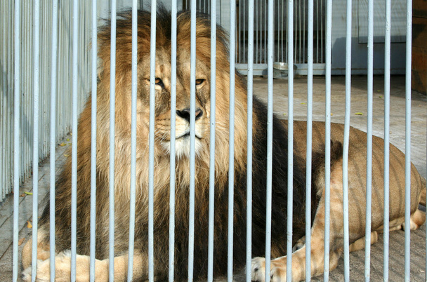 Leijona - Valokuva, kuva