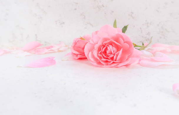 Pink roses and petals on white background. Perfect for backgroun - Fotoğraf, Görsel