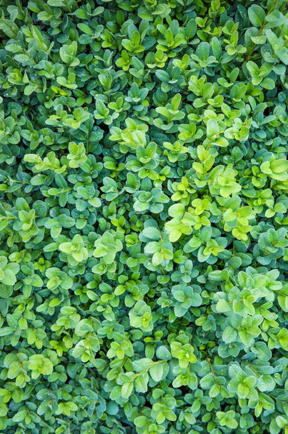 自然な背景。常緑の葉を持つバクサス、ボックスまたはボックスウッド - 写真・画像