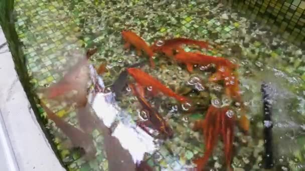 Pesce rosso nuota in piscina. Piscina con piccoli ciottoli sul fondo e pesci rossi
. - Filmati, video