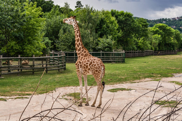 The giraffe is a beautiful, amazing, curious animal with a long  - Fotoğraf, Görsel