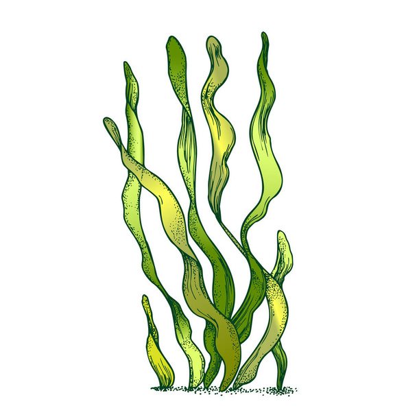 Onderwater organisme algen zeewier doodle vector - Vector, afbeelding
