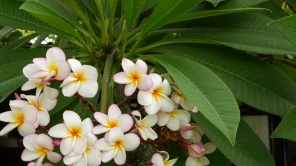 Many exotic white flowers. Blooming Frangipani Plumeria Leelawadee set of white tropical flowers on green tree. Natural tropical exotic background - Footage, Video