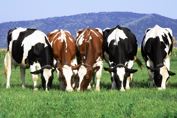 Стадо коров - Фото, изображение