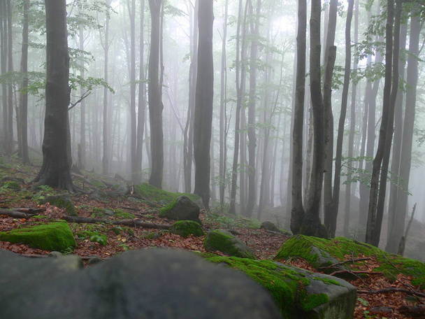 La foresta è coperta di nebbia mattutina subito dopo la pioggia
 - Foto, immagini