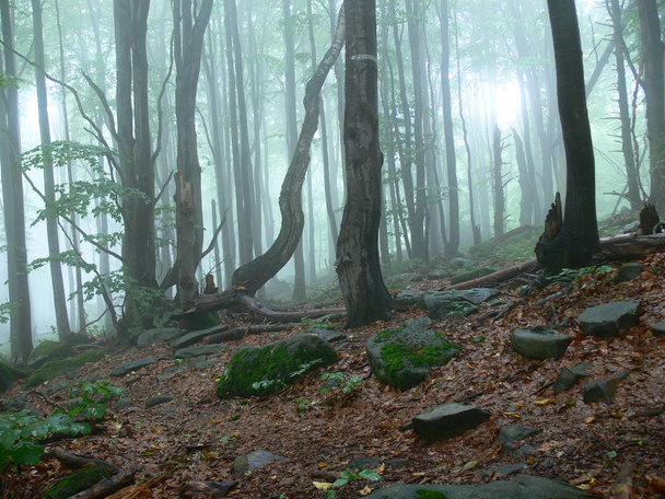 The forest is covered in morning fog just after the rain - Photo, Image