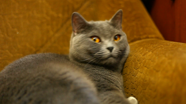 A macska látszó-on egy játékszer. elfordítja a fejét egyik oldalról a másikra - Felvétel, videó