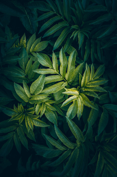 hojas de plantas verdes texturizadas en el jardín en la naturaleza
 - Foto, Imagen