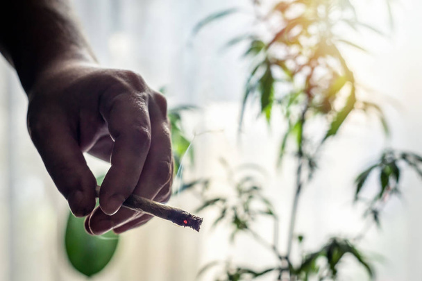 Hand van jonge man die brandende marihuana gewricht tegen cannabis plant vasthoudt - Foto, afbeelding