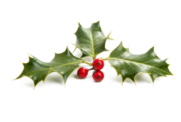 Holly - geleneksel Noel bitkisi  - Fotoğraf, Görsel