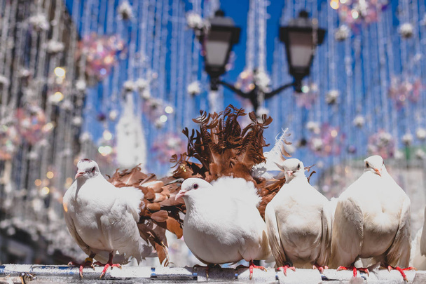 Pigeons blancs assis en plein air dans la rue, Moscou
. - Photo, image