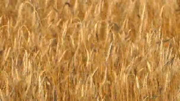 Hoge oren van rijpe tarwe zwaaien in de wind op een veld op een zomerdag. Landbouw teelt gewassen. - Video