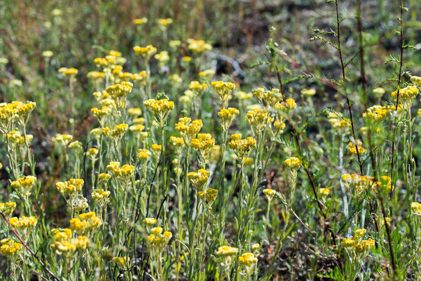 Helichrysum arenarium, dwerg voor altijd, immortelle gele bloemen - Foto, afbeelding