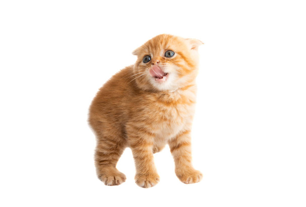 Ginger gatito aislado
  - Foto, Imagen